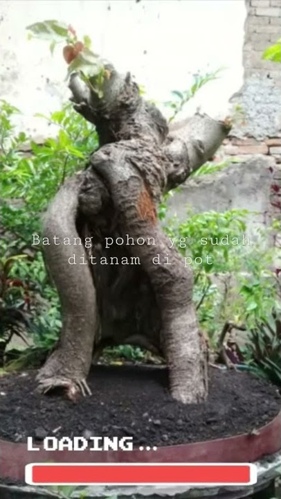 cara unik dan cepat  bikin bonsai #shorts #bonsai #mame #bakalanbonsai