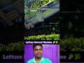 ​லெட்டியூஸ் அறுவடை மெஷின் 🥬🚜✨#lettuce #harvesting #agritech #shorts