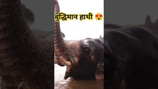 Majestic Elephant Enjoys A Refreshing River Bath