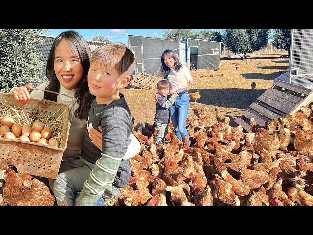 Harvesting Eggs Marielasin Pinay buhay sa  Australia class=