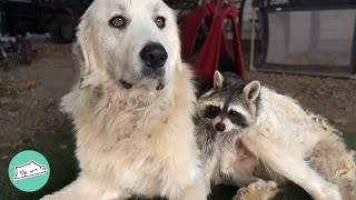 Giant Dog Craves Cuddles With Tiny Raccoon | Cuddle Buddies