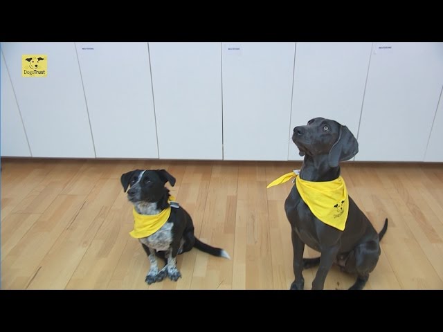 DOGS TRUST IN ACTION - BOSNIA AND HERZEGOVINA - 2012 TO 2016 - YouTube