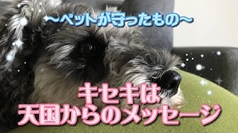 ペットの死 Youtube