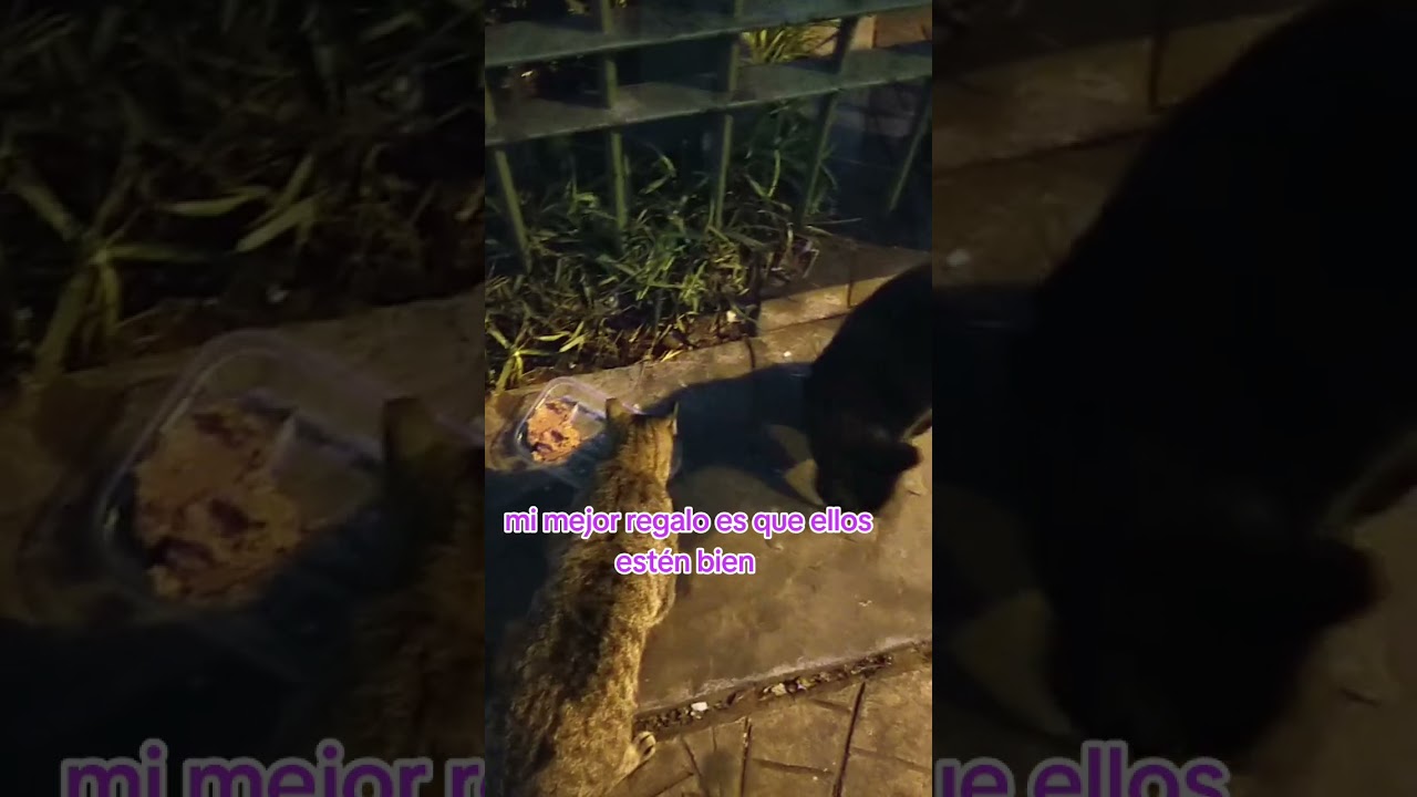 mis miumañanitas.amos mis gatos 