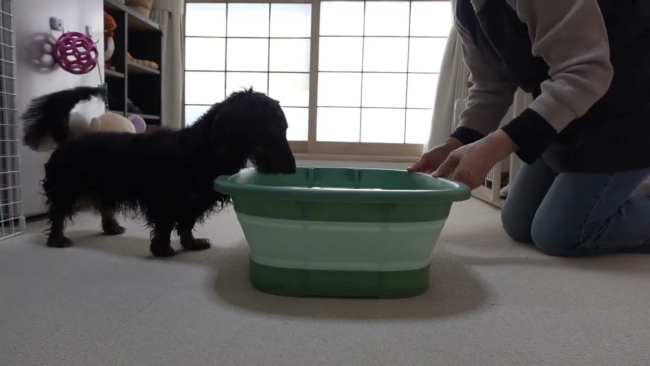 リクとまいは、犬洗いが楽になるアイテム！？