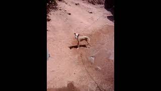 #o meu cachorro#tomardo banho# na mangueira