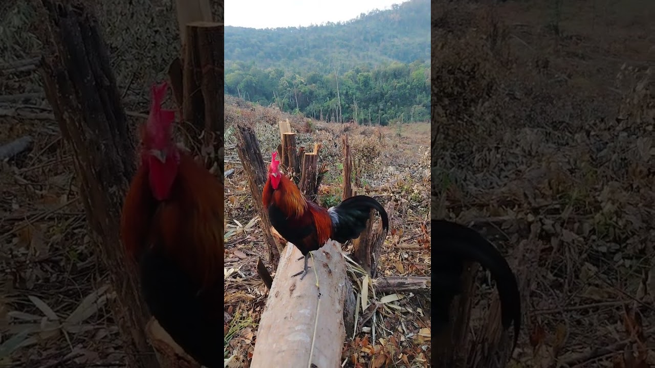 Saib qaib ncuav zoo nkauj thiab qua zoo heev