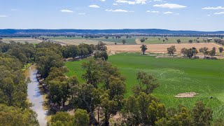 Yamminga Aggregation, Forbes Nsw