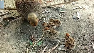 Baby Chicks Feeding First Time Dakhni Teetar Chicks Khurak