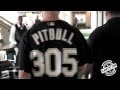 Pitbull  305 till i die