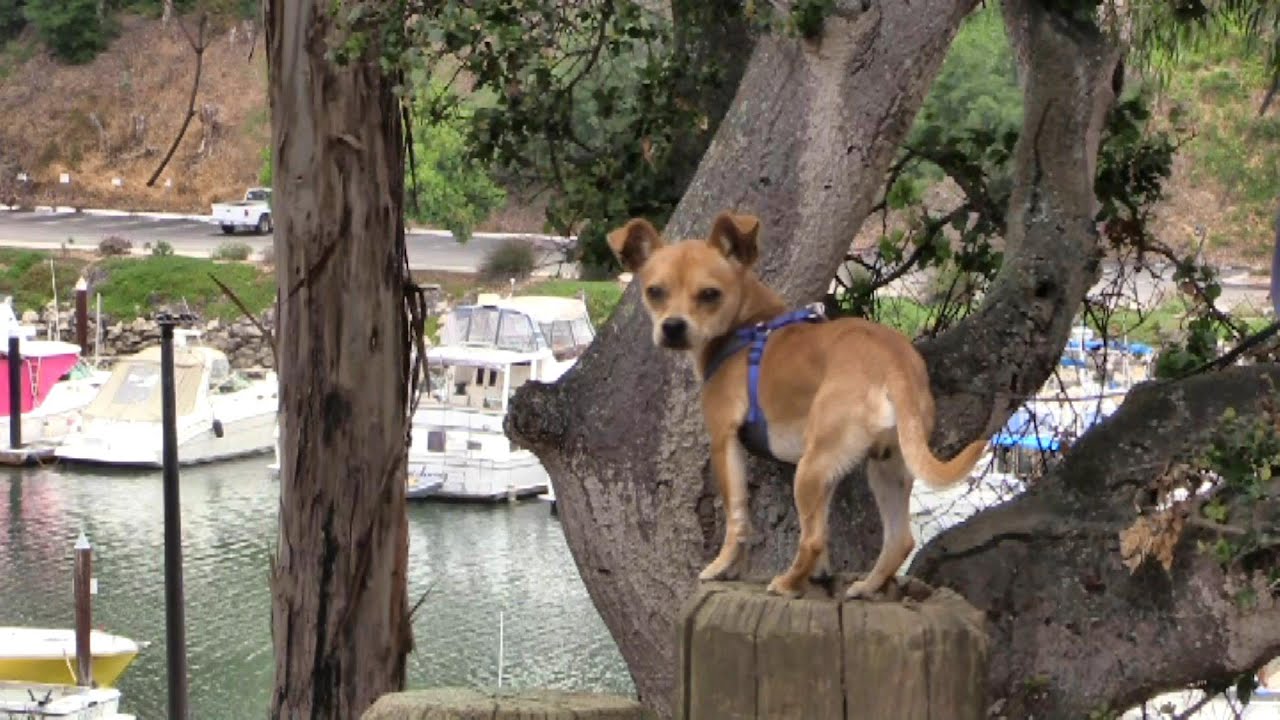 santas Terrence Kid Fun - ADOPTED