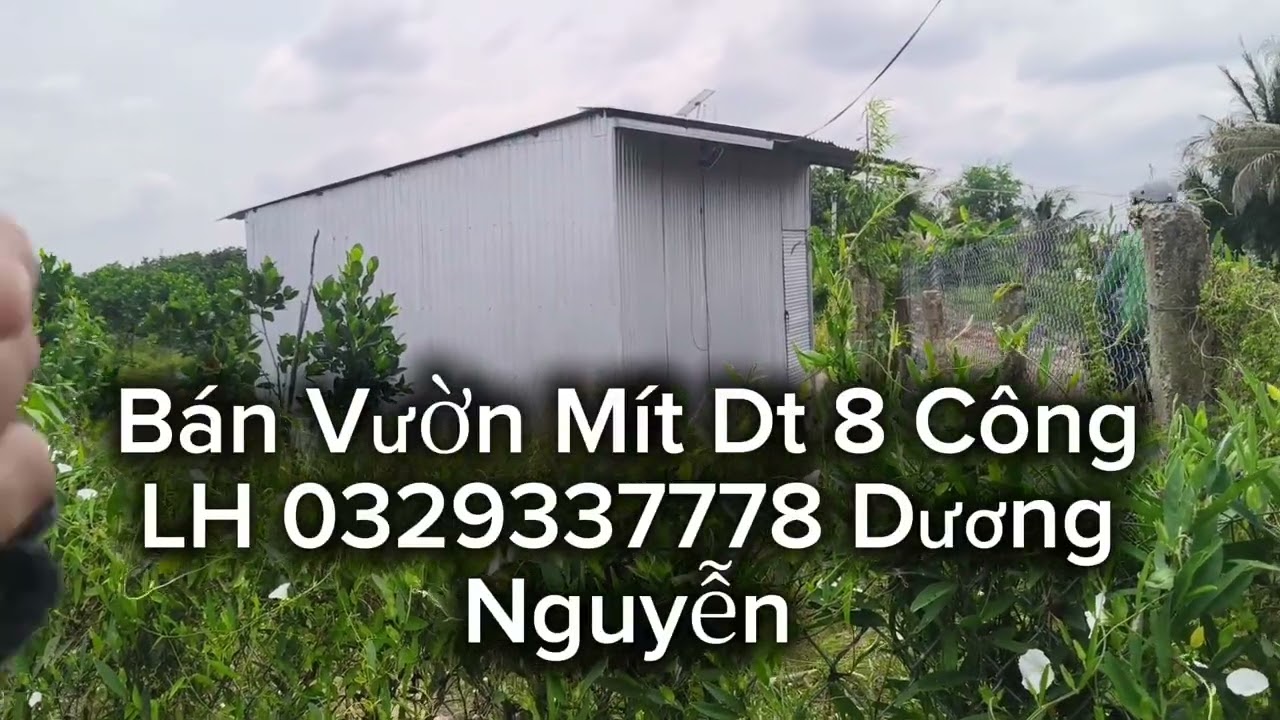 Nhà Đất Bán Đất Vườn Mít Dt 8 Công Giá 210tr Công/1000m2 Tân Thạnh Long An Cũ Tây Ninh Mới 