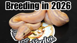 Celebrity Is It Worth Breeding Ball Pythons in 2026? | The Truth About the Reptile Market Wealth