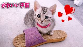 まだあどけない子猫ルナが可愛すぎました!