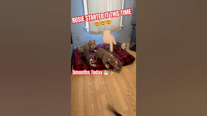 SHE STARTED IT🤦🏽‍♂️🤦🏽‍♂️ #funny #americanbully #puppies #viral #pup #puppy#pups #pup #bully