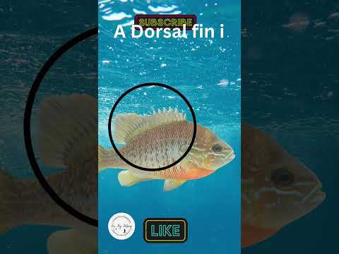 Video: Cos'è una pinna dorsale?