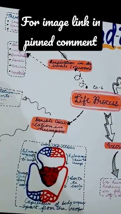 Life Process Mind Map || Ch -6 Biology || Class 10 #shorts #biology ...