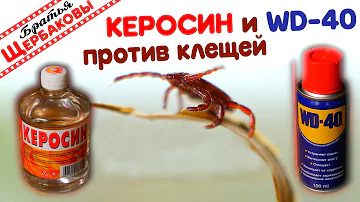 КЕРОСИН И WD-40 ПРОТИВ КЛЕЩЕЙ. ТЕСТ народного средства…