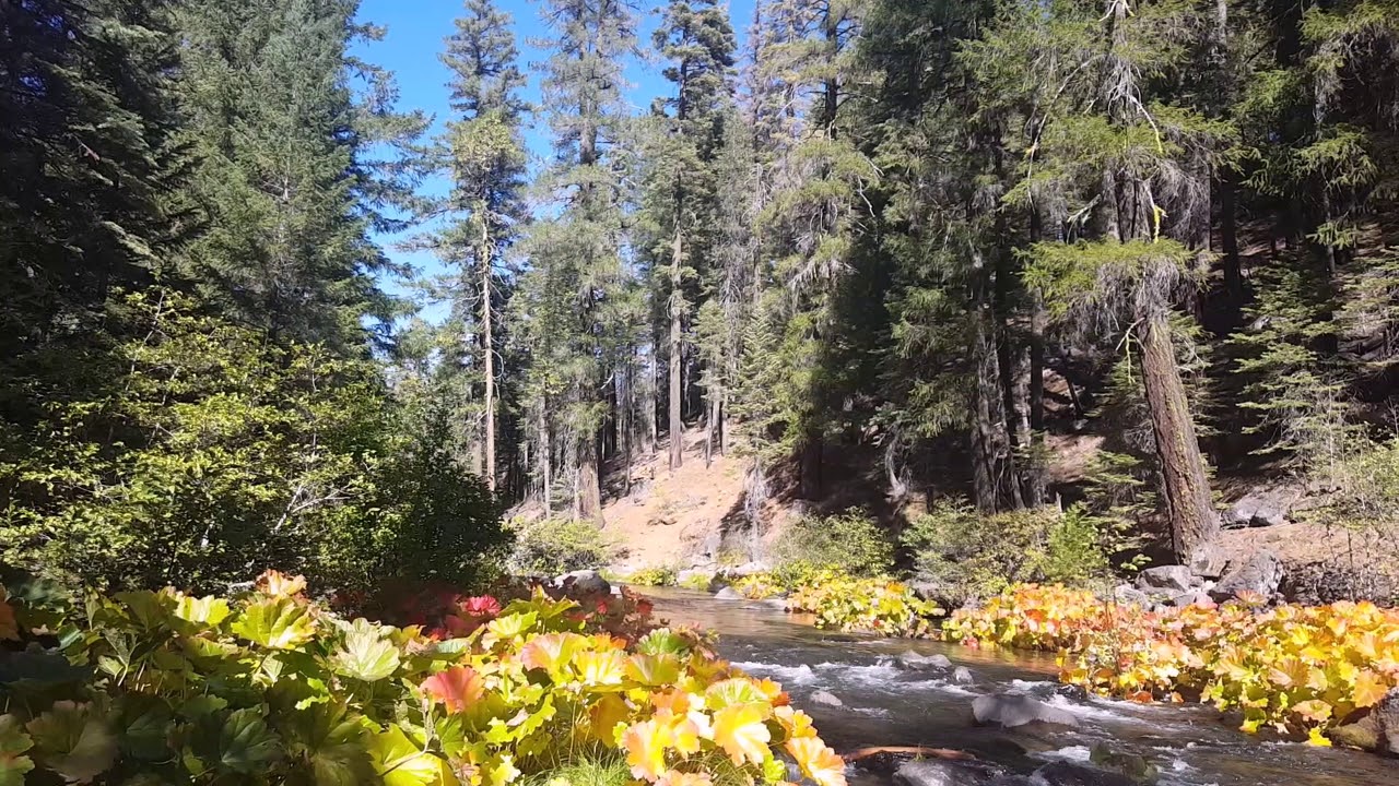 Deer Creek, Ca Fall colors 10.8.17 - YouTube