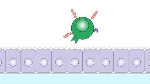09 02 Lymphocyte Trafficking