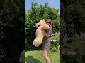 Ветлі 140 см Бежевий