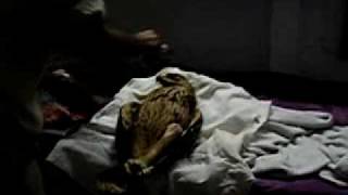 2.flv