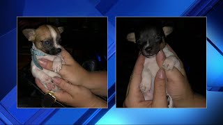 Puppies survive woman's alleged abuse in Broward