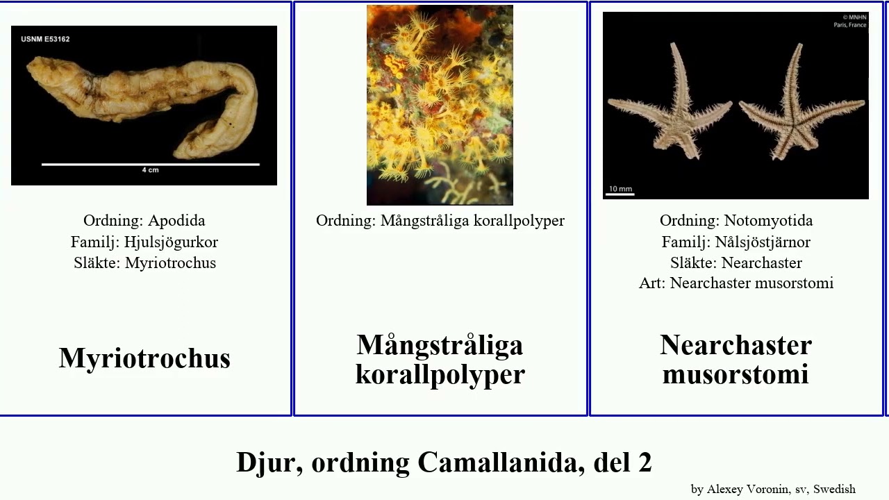 Djur, ordning Camallanida, del 2 animal elegans vulgaris formosa viridis brasiliensis californicus