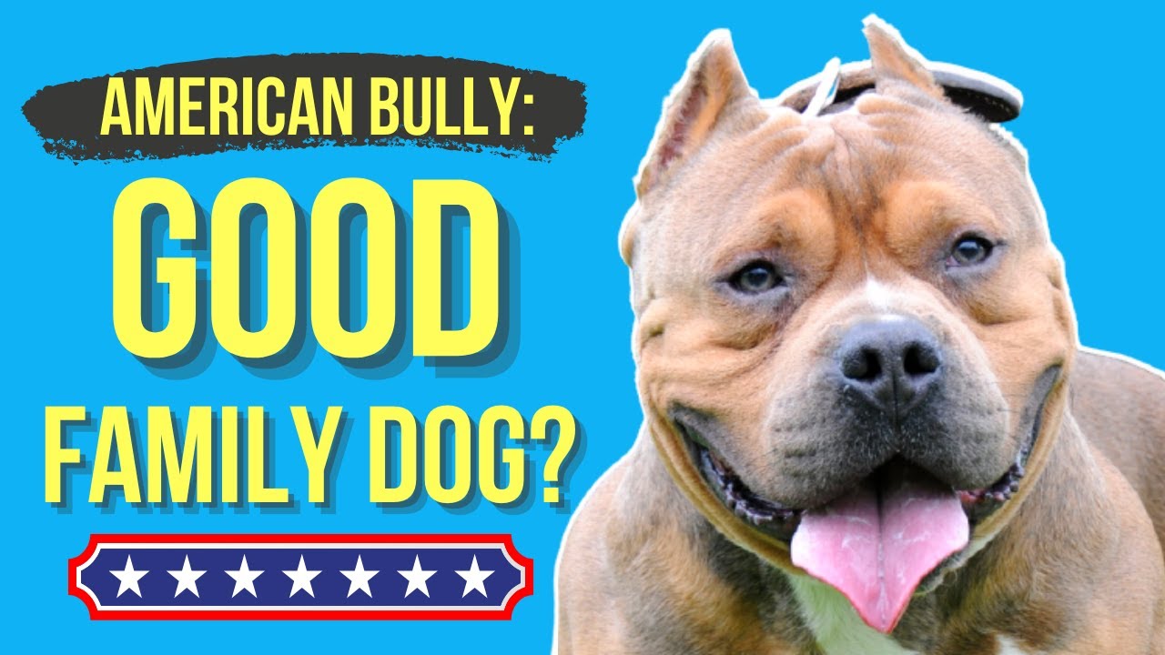 Is The American Bully A Family Dog? ( Or Aggresive Canine )