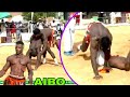 CUP Shugaba Thiani dosso Aibo Hassan ba tausayi 😱👈 kokowa 2026 #kokowa #lutte #shorts #trending #fyp