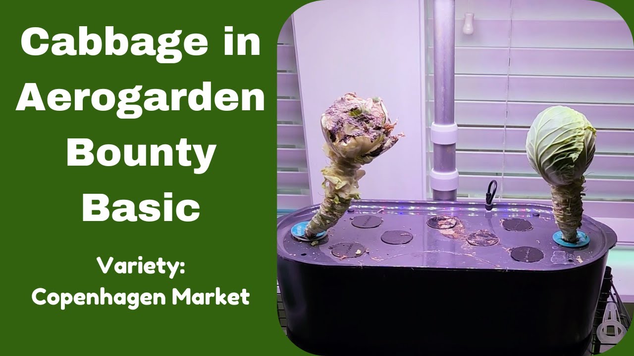 Grow Cabbage in Aerogarden Bounty Basic Hydroponics System, Copenhagen Market