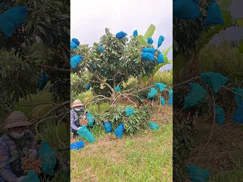 KELENGKENG SETENGAH MATANG Panen Buah Kelengkeng 