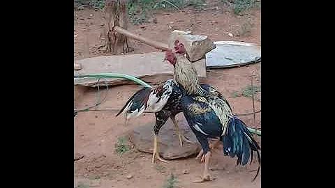 Advanture fighting cocks