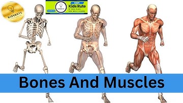 Bones And Muscles || Exercise of 2nd Class Science Chapter 2 ||