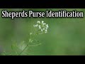 How to Identify Sheperd's Purse - Wild Edible Plant Identification