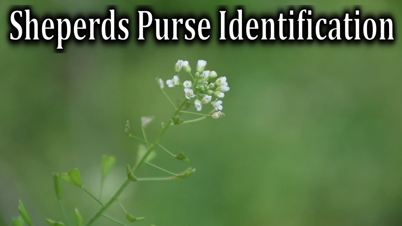 shepherd's-purse (Capsella bursa-pastoris)