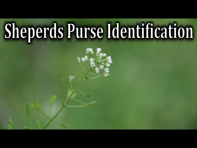 Shepherd's purse | The Wildlife Trusts