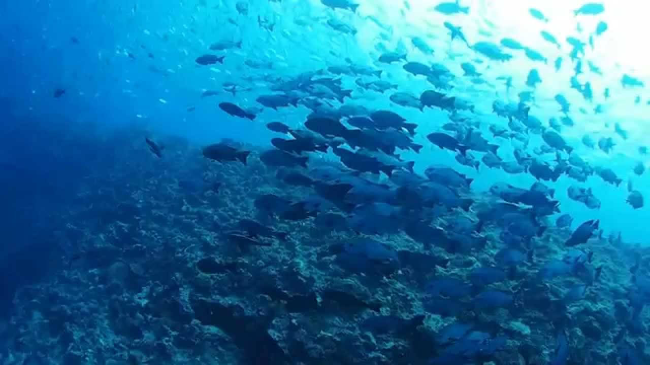 魚達が交差する マダラタルミの群れとギンガメアジの群れの共演 ブルーコーナー パラオダイビング The School Of Fish Blue Corner Palau Youtube