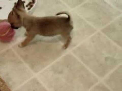 This is "Iris", "Zinnia", "Aster" & "Lilac". Aster is the only male. It's a mini, Chihuahua-sized, tennis ball. They're about 8 weeks old in this video. Visi...