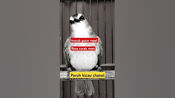 Trucukan gacor ropel rasa cucak rowo #trucukangacor #shorts #shortsvideo #shortsfeed #shortsviral