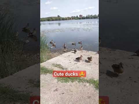 Cute ducks #beautiful  #satisfying #amazing #cute #nature #relaxing #relax #calm