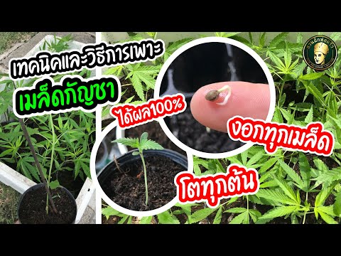 How to Germinate Cannabis Seeds | Techniques and Methods for 100% Success, Every Seed Sprouts!! |...
