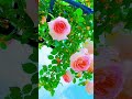 رب يا عالم السر أنشودة مؤثرة عن الستر والطمأنينة رب يا عالم السر أنشودة إسلامية أناشيد