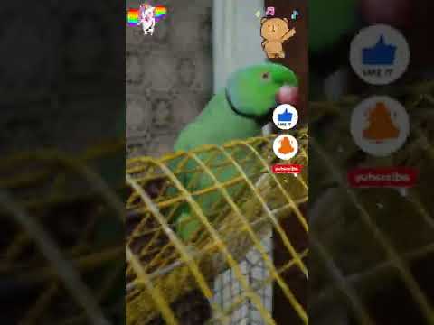Mera Mitthu🦜✌️😍 Cute Trained Parrot 😘#shorts #youtubeshorts #viral #trending #funny #parrot