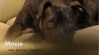 Moxie the Killer PitBull