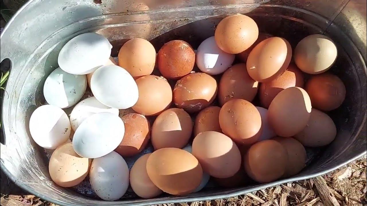 RAISING OF BIRDS PRIMARILY FOR EGGS CORNFIELD FARMERS FARM FIELD
