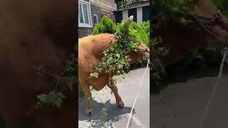 Korean Bull Gets Tangled in Vines After Tree Incident