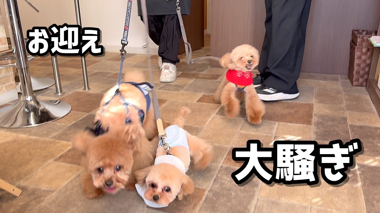 嬉しすぎて息切れ寸前！トリミングのお迎えに大興奮しまくるトイプードル3兄弟がこちらwww