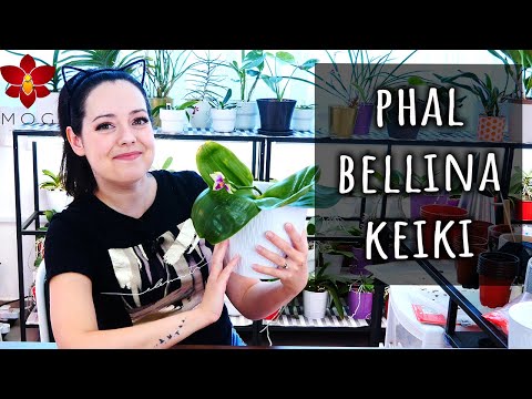 Phalaenopsis Bellina Keiki Update After Division 