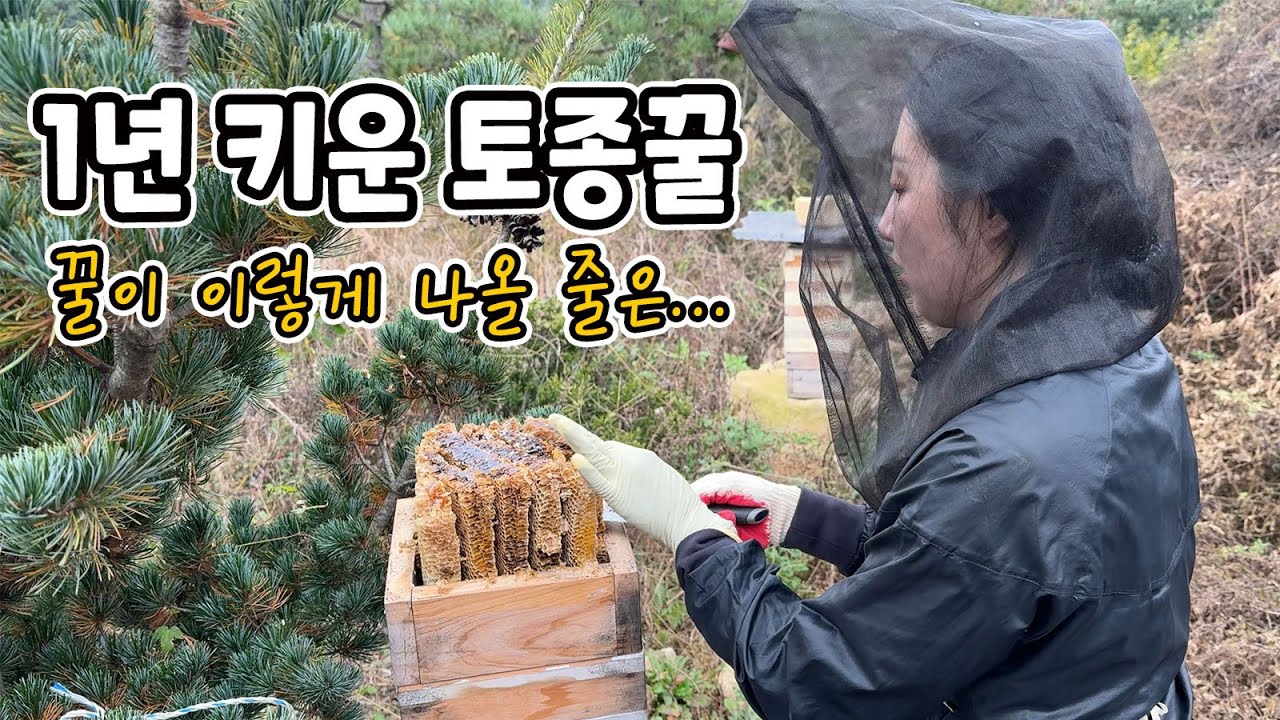 [🐝토종벌일기] 토종꿀 수확 첫날｜1년 키운 토종벌, 꿀이 이렇게 나올 줄은…｜농촌브이로그